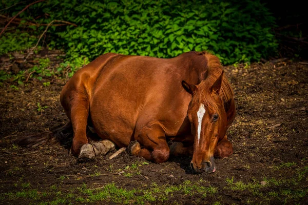 Cavalo Deitado Campo — Fotografia de Stock