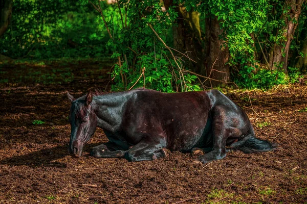 Häst Som Ligger Fältet — Stockfoto