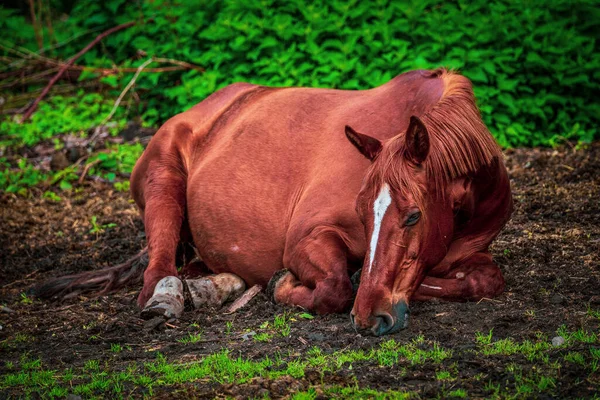 Кінь Лежить Полі — стокове фото