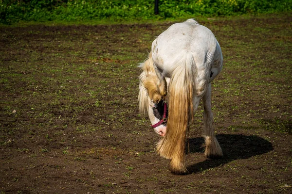 Caballo Blanco Pastando Pasto —  Fotos de Stock