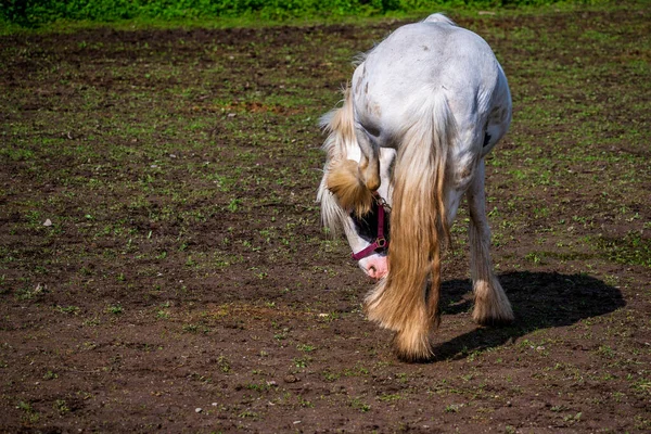 Cavalo rindo - Fotos de arquivo #11626049