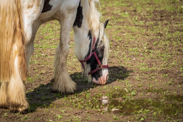 Cavallo Bianco Pascolo Nel Pascolo — Foto Stock
