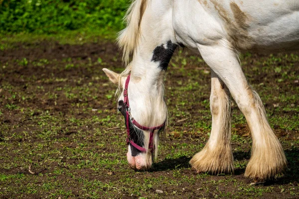 Caballo Blanco Pastando Pasto —  Fotos de Stock