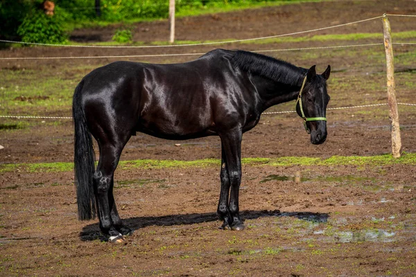 Caballo Negro Campo —  Fotos de Stock