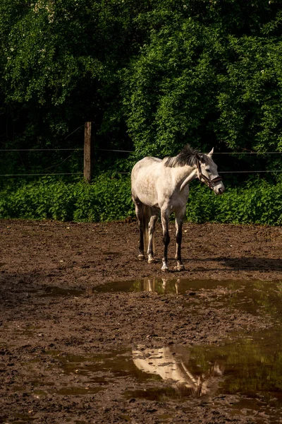 Caballo Blanco Frente Charco Agua Lluvia —  Fotos de Stock