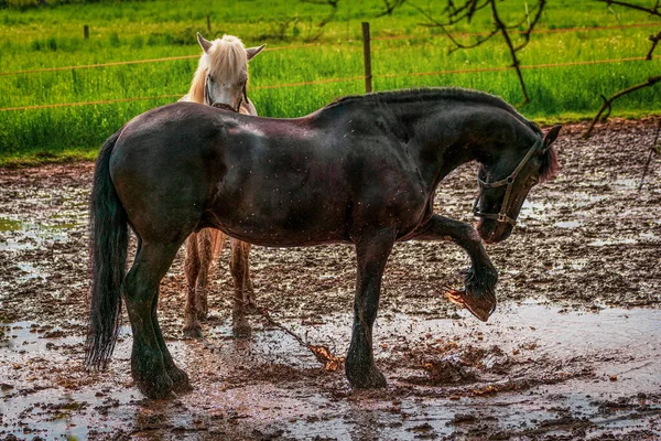 Dos Caballos Juegan Charco —  Fotos de Stock