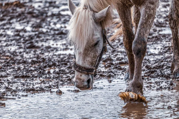 Biały Koń Pije Deszczówkę Kałuży — Zdjęcie stockowe