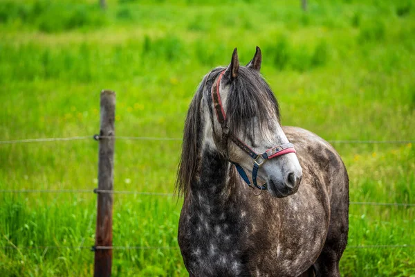 Hästporträtt Närbild Häst — Stockfoto