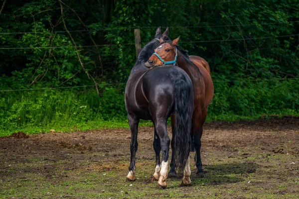 Due Cavalli Azienda — Foto Stock