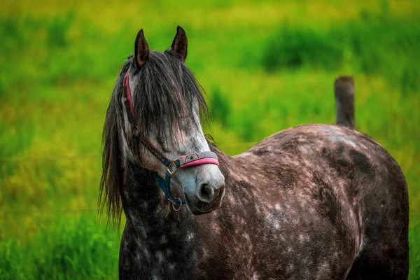 Paardenportret Close Van Een Paard — Stockfoto