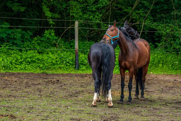 Två Hästar Gården — Stockfoto