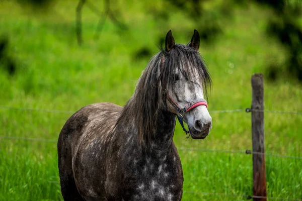 Horse Portrait Close Horse — Stock Photo, Image