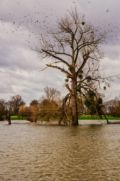 デュッセルドルフ付近のライン川の洪水 — ストック写真