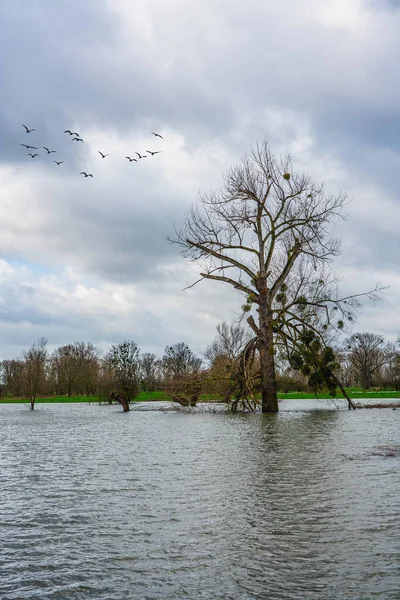 Düsseldorf yakınlarındaki Ren Nehri 'ni sel bastı.