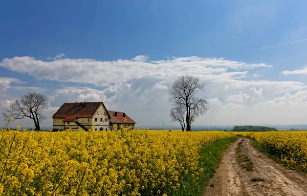 노란색 들판에 농장이야 폴란드 — 스톡 사진