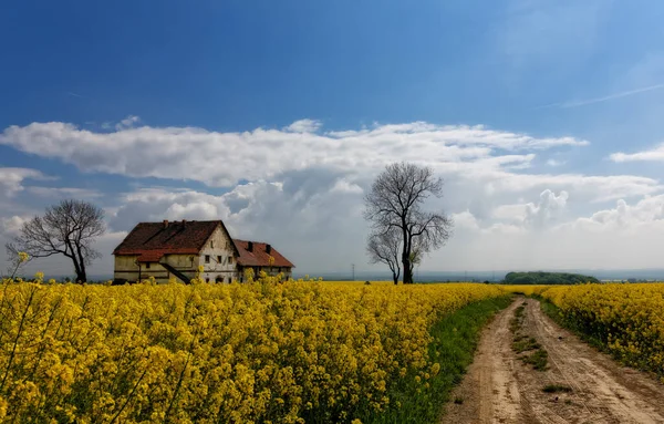 노란색 들판에 농장이야 폴란드 — 스톡 사진