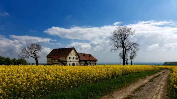 Régi Farm Sárga Repcemagmezőn Lengyelország — Stock Fotó