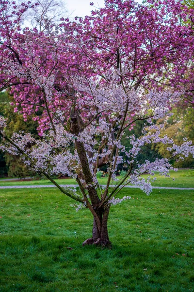 Lente Japanse Tuin — Stockfoto