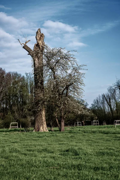 Oude Gebroken Bomen Het Voorjaar — Stockfoto