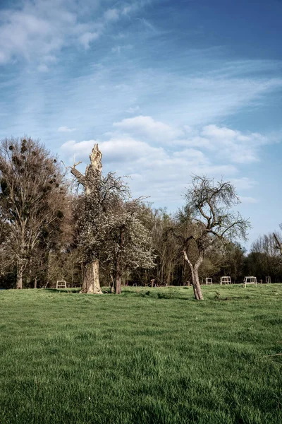 Oude Gebroken Bomen Het Voorjaar — Stockfoto