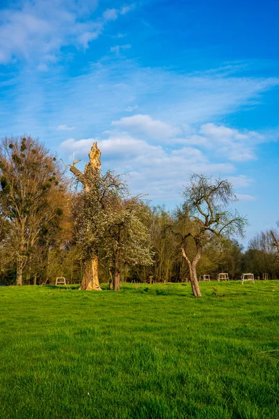 Oude Gebroken Bomen Het Voorjaar — Stockfoto