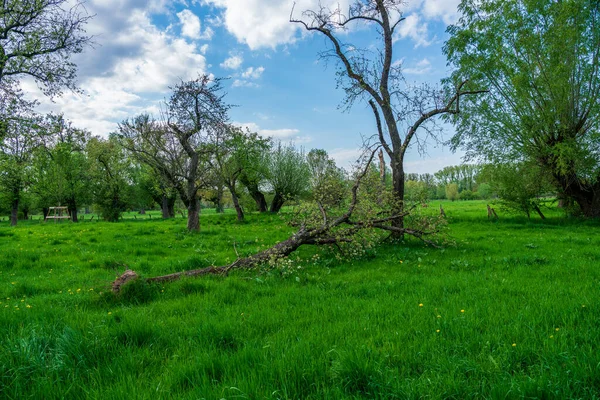 Baharda yaşlı meyve ağaçları