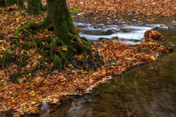 Rivière Dans Les Bois Automne — Photo