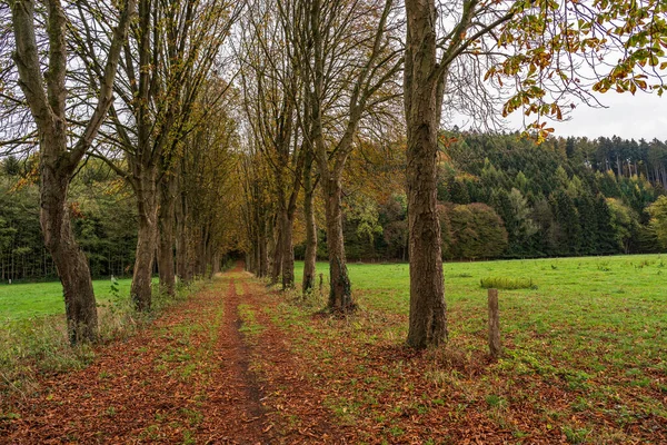 Árvores Parque — Fotografia de Stock