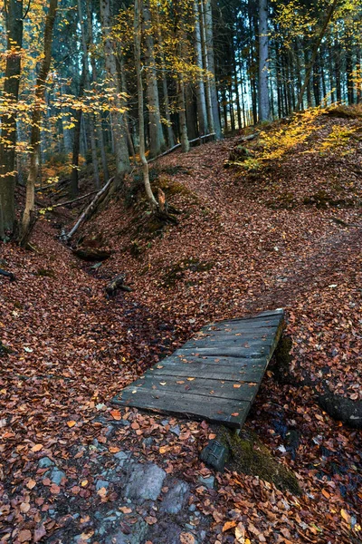 Caminho Florestal Com Árvores Outono — Fotografia de Stock