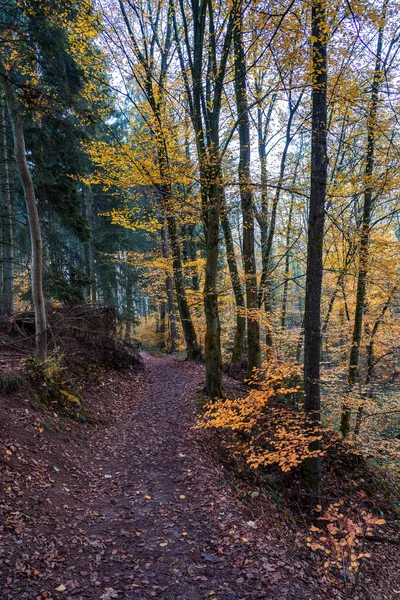 Лесная Тропа Деревьями Осенью — стоковое фото