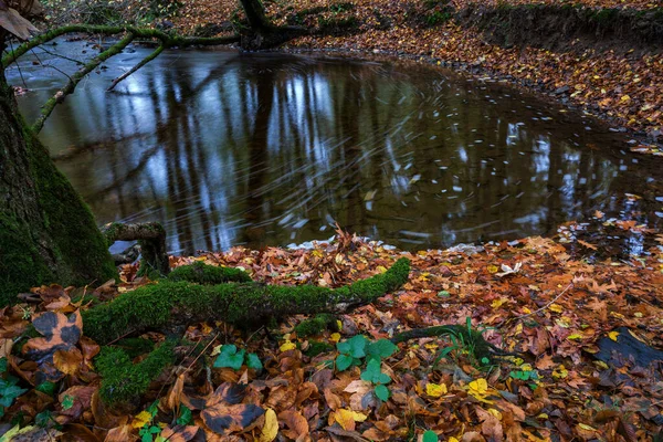 Bossen Herfst Rivier Bij Lange Blootstelling — Stockfoto