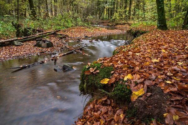 Ліси Восени Річка Під Час Тривалого Перебування — стокове фото