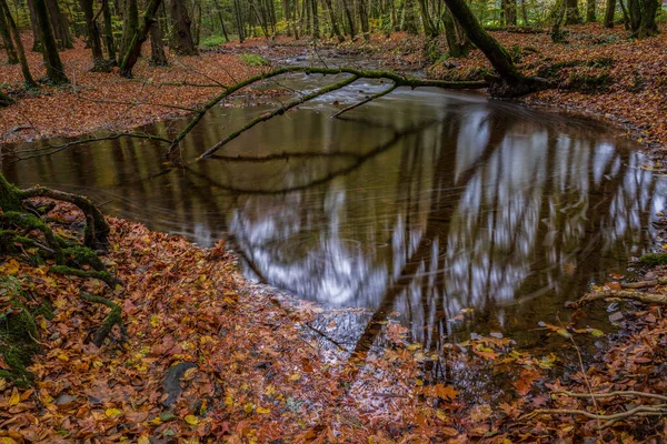 Ősz Erdőben — Stock Fotó