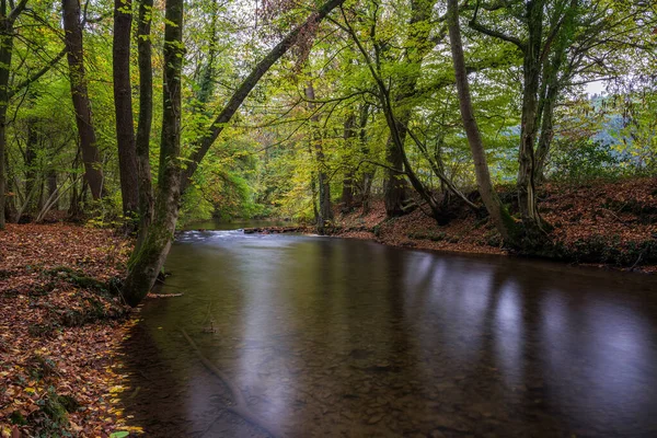 Rivière Dans Forêt — Photo