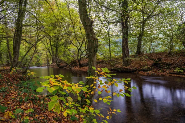 森の中の川 — ストック写真