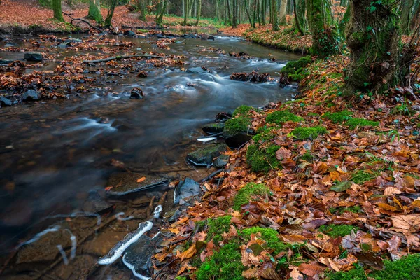 Řeka Lese Podzim — Stock fotografie