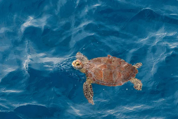 Sea Turtle Gulf Mexico — Stock Photo, Image