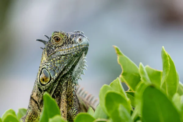 Iguane Sull Isola Cayman — Foto Stock