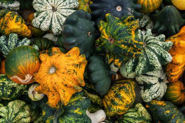 farklı kabak türleri yan yana