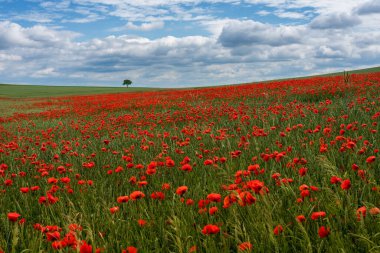 Haşhaş tarlasıyla çekilen manzara