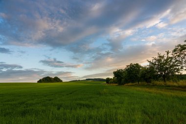 Buğday tarlasında yağmur bulutları