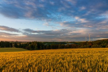 Buğday tarlasında gün batımı, Moselle Almanya.
