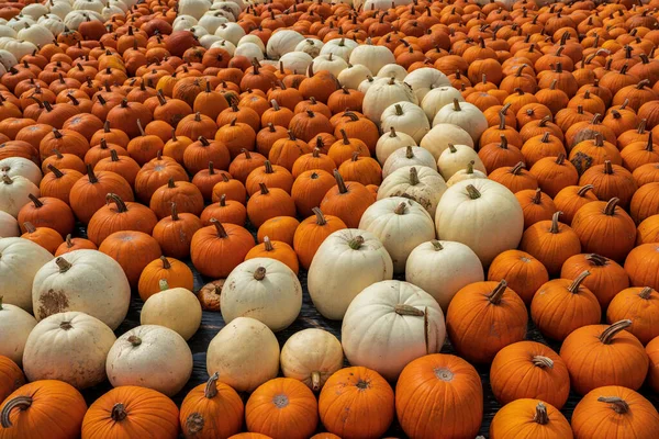 orange and white pumpkin varieties freshly harvested