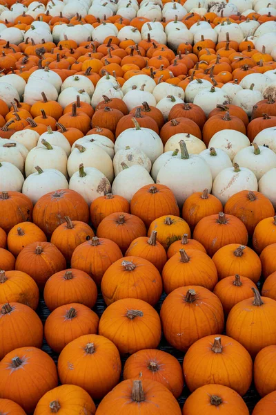 orange and white pumpkin varieties freshly harvested