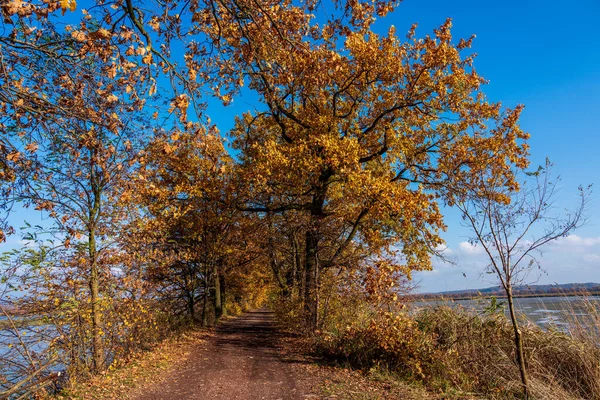 Waldweg Naturschutzgebiet — Stockfoto