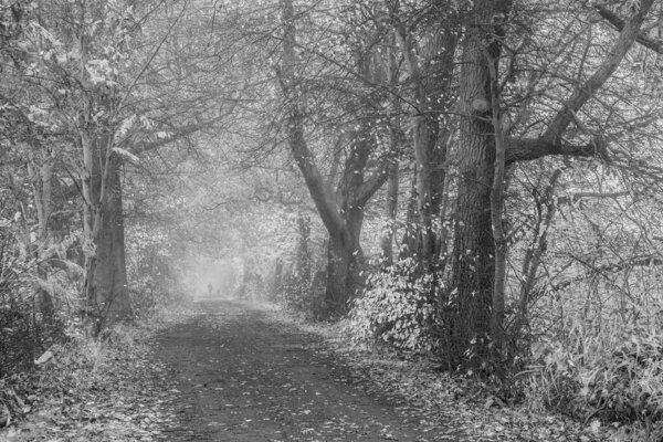 Женщина с собакой в лесу