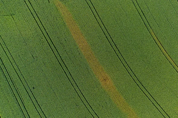 ドローンで撮影した麦畑 — ストック写真