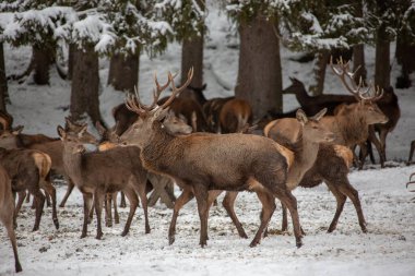 Bavyera 'da kışın geyik