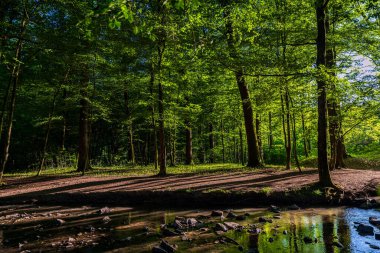 Altenberg, Almanya 'daki orman nehri. 