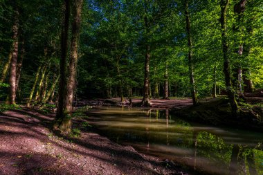 Altenberg, Almanya 'daki orman nehri. 